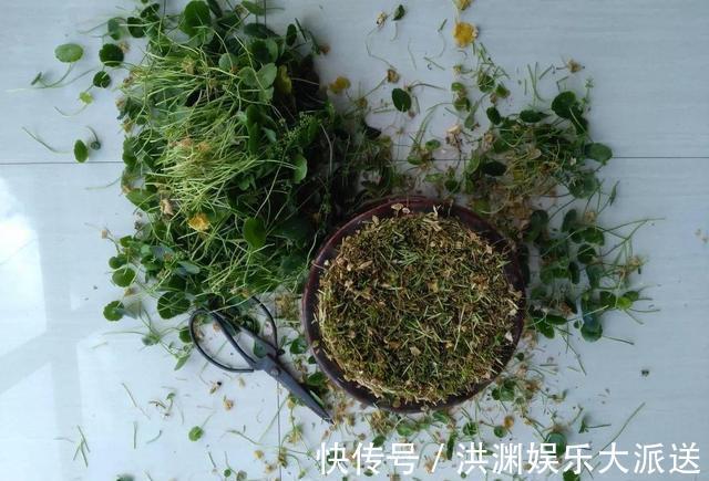 爆盆|夏天里的“暴发户”，养盆铜钱草，天天爆盆，里里外外全是“钱”