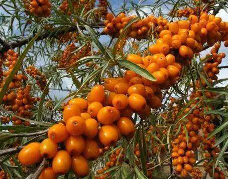 子宫|女人常吃一物,不感冒了,排除湿气,远离妇科炎症,子宫越来越好