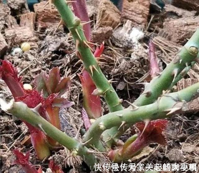 月季|家里月季“睡醒了”，需要给它做“几件事”，才能长得旺，开花多！