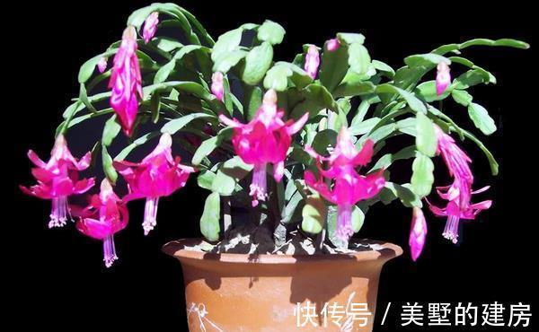 花儿|养花,这些肥能让土壤变的松软透气,更有利于花卉发育生长