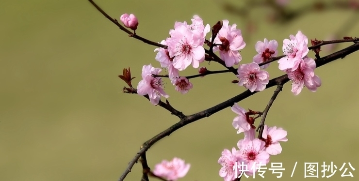 梅花!诗词原创:七绝5首岁杪天寒有感|江南风雪无人管,只有梅花满眼开