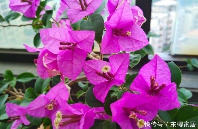 封闭|封闭阳台养5种花,不容易黄叶落叶,开花还很漂亮