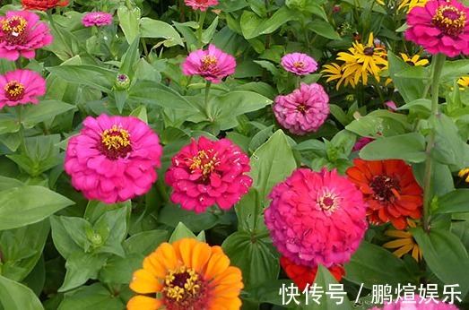 这些菊花是天然的香水，开花后比香水还香，耐寒耐旱易成活