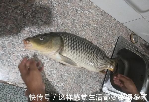 鱼儿们|窝里有鱼不咬钩？可能这5个地方有问题，钓鱼时不妨排查一下