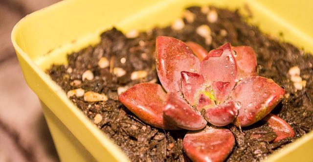 夏季|多肉里的普货也能养出好状态,以下普货多肉,好养易出状态