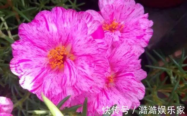 养花杀手养啥养不活这些花寓意好、皮实好养活,附养花技巧!