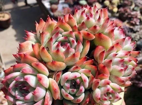 多肉有“三怕”,入冬养护要避开,猛蹿芽冒新根,憋成群生肉墩子