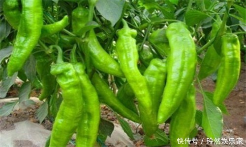 减脂|想长寿要会吃,多吃3种食物,清肠排毒,降压减脂,养护血管