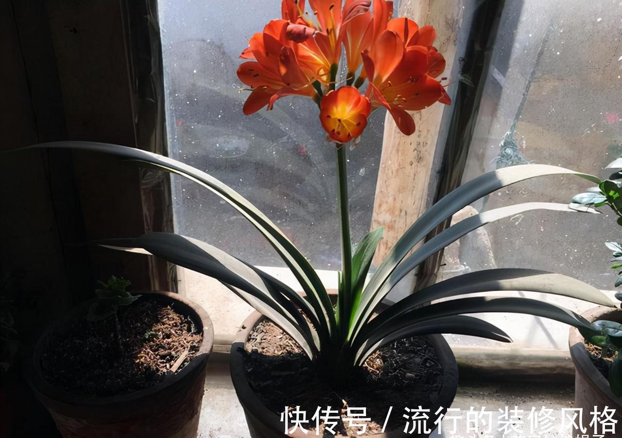 10月养君子兰,别忘记做“这些事”,要不今年“难”开花,莫忽视