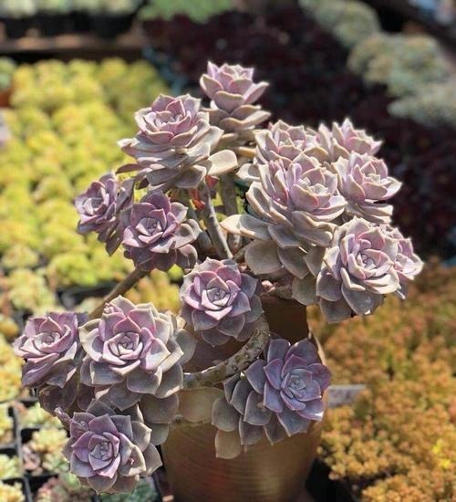 养多肉紫乐,了解掌握3个要点,上色美爆头快,长成漂亮老桩!