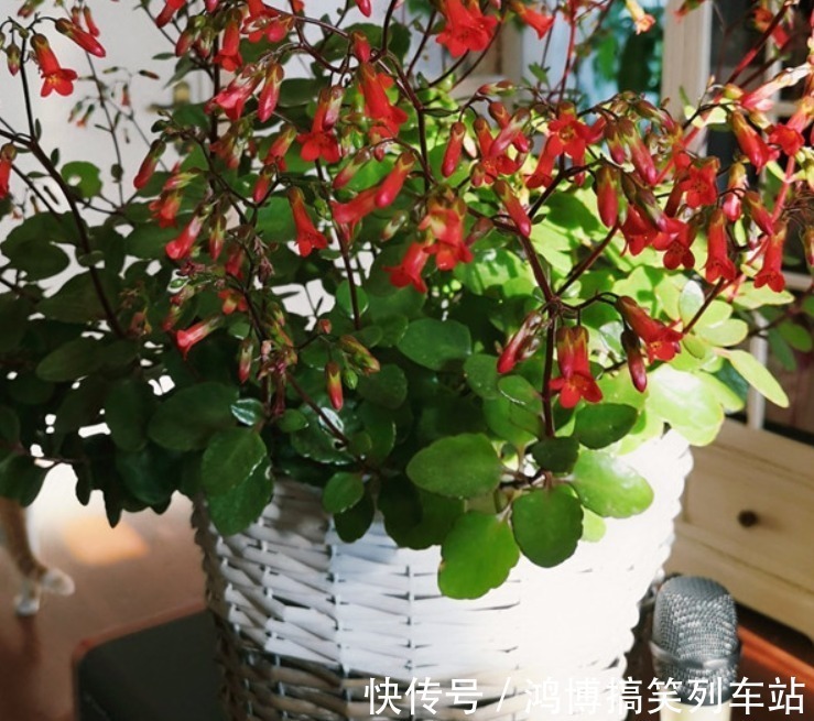 生根剂|秋高气爽,养宫灯长寿花,盆栽牢记4点,冬春花开最盛