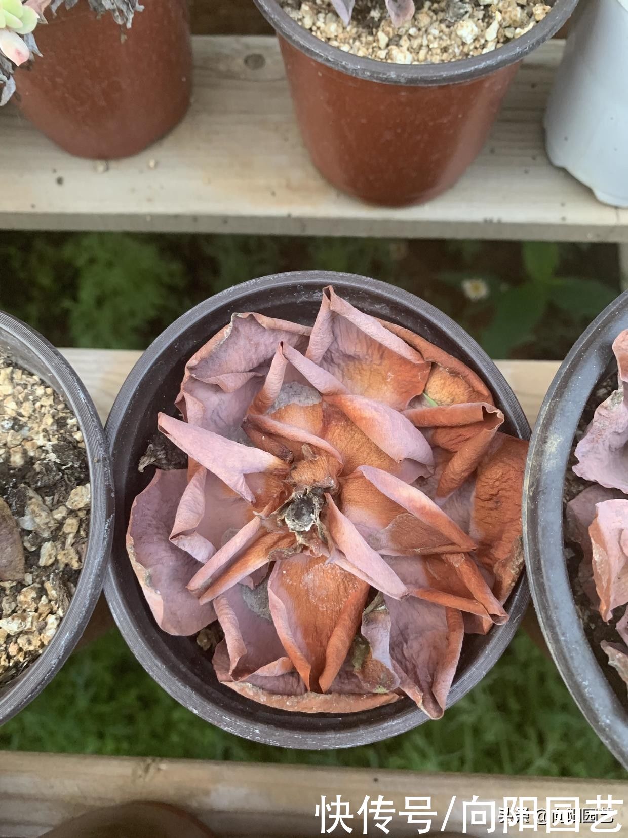 多肉|多肉山地玫瑰，不能让它开花，一开花就死掉，花箭赶紧掐掉