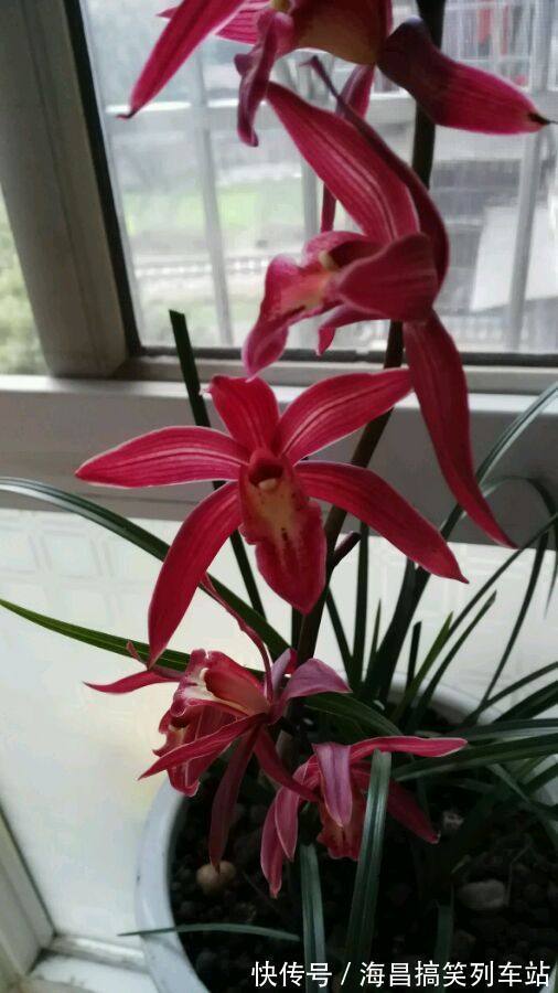 喜欢三角梅，首选此款“珍稀名品”柠檬黄三角梅，花开艳丽多姿！