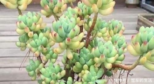 根部|多肉长出小胡须,这个“信号”不太好,老手这样处理多肉不受影响!