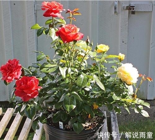 如何让月季变得更加粗壮？月季壮苗大法，让月季苗壮、花多、枝粗