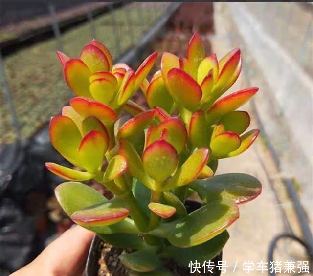 这12种花,花盆不宜贪“大”,用小盆种反而长势喜人!