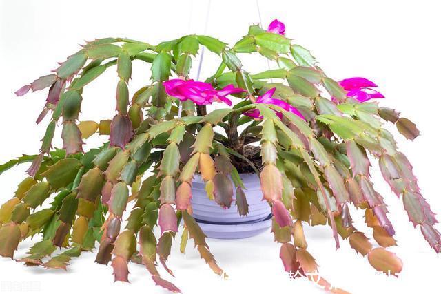 蟹爪兰别放3处养,花量打折扣,学会换位置,收获不一样