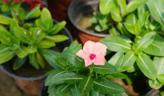 五种漂亮的花，可以趁热天繁殖小苗，温度高更利于生根