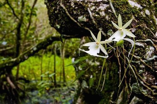 喜马拉雅山发现的价值1500万的兰花？这兰花凭什么这么贵？