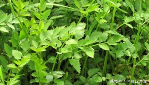 春天里的野菜，含铁量极为丰富，好吃又不花钱，若家乡有，请珍惜