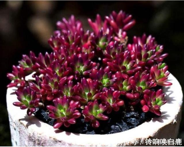 秋天就买这8种多肉,叶片变得红红的,好漂亮