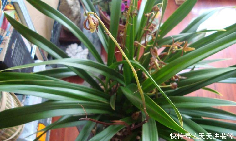 光照|家中的兰花盆栽多年不开花，究其原因，不过是这3点没做好罢了