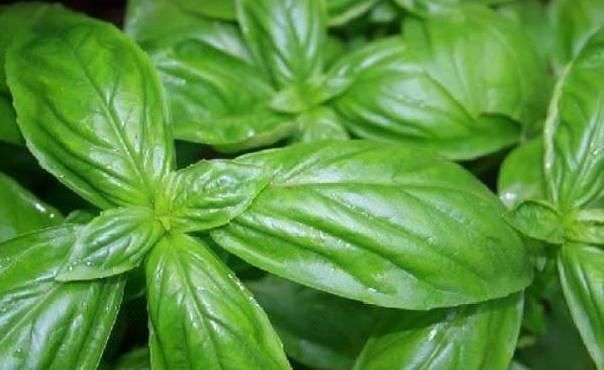 播种|乡下一种野草看起来不起眼,市场价一斤40元,是一种中药材