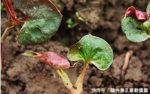 小伙子|有种野菜生长在田坎上，挖回家凉拌生吃，比肉还香，吃过没？