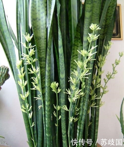 虎皮兰的盆底埋上这些宝贝 土壤肥沃不板结 叶子蹭蹭长到屋顶 天合乐学帮助家长发现孩子的更多可能 虎皮兰的盆底埋上这些宝贝 土壤肥沃不板结 叶子蹭蹭长到屋顶 天合乐学帮助家长发现孩子的更多可能