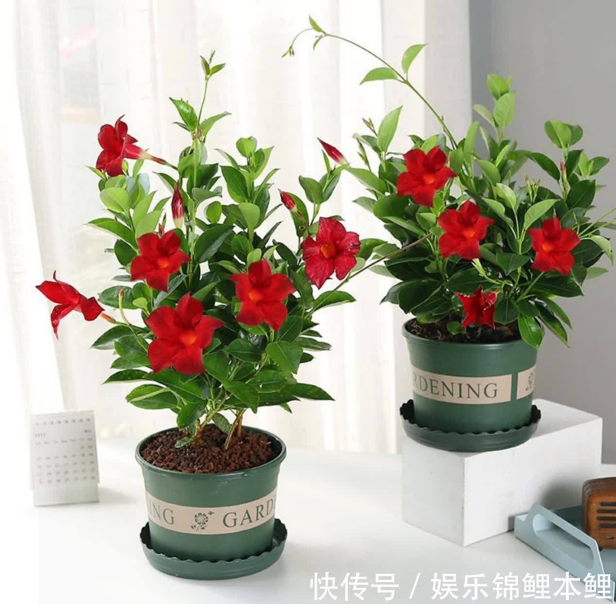 技巧|新人挑盆栽没经验,难免会入坑,趁早学会这6个技巧不踩雷