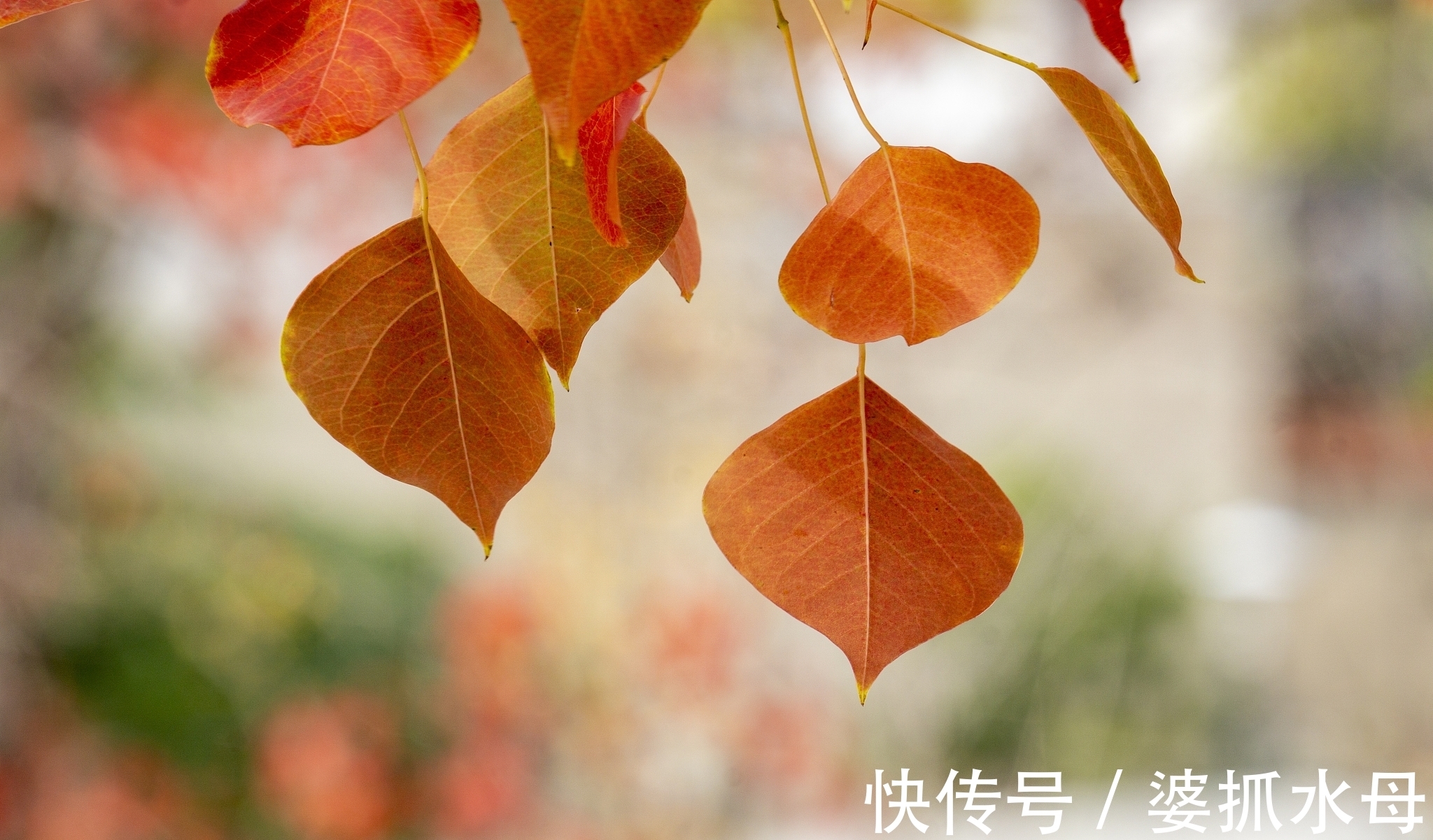 诗人&经霜乌桕红,心事托飞鸿