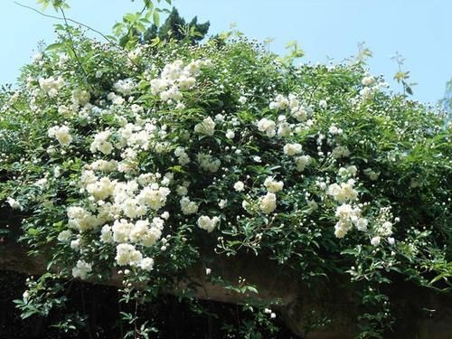 如果我有小院，一定养此3种“爬藤花”，2年时间开出一面花墙