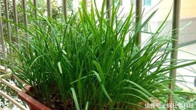 惊喜|这3种花不开花像野草，很多人都以为是野韭菜，开花后令人惊喜