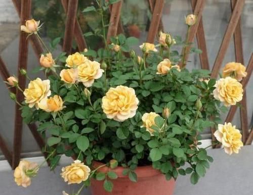  花友|北方花友冬季养花，定期喷洒2种水，保准多开花、不生病虫害