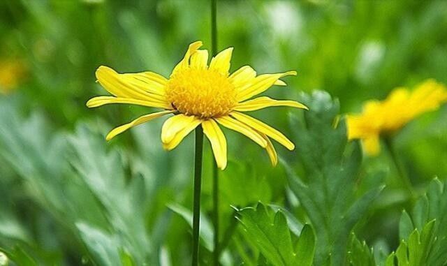 养花|“菊中精品”情人菊,似娇艳情人,优美柔雅,实属养花必备