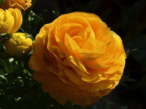 这花“便宜”又好养,给点光就“爆盆”,开花100天,像牡丹玫