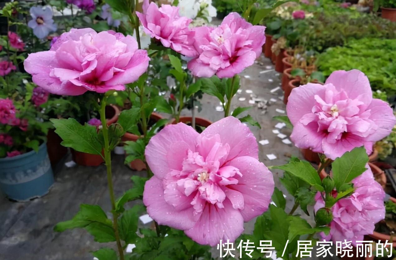 人养花，花亦养人！3种漂亮的花，建议养一些，能吃能看还能养人