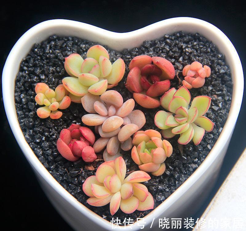 浇水|超实用新手指南,普货养出贵货范,美多肉都是虐出来的