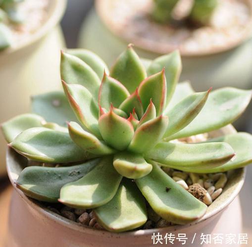 稍不注意多肉养成了大饼脸，三个方案全解决