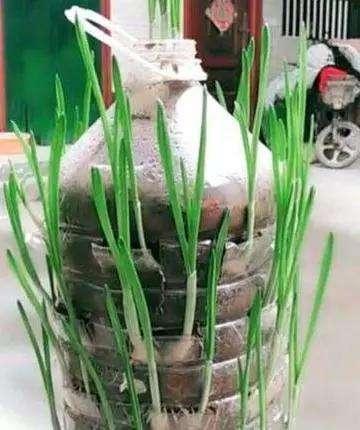 “空油桶”拿来养蒜苗，简单种植，1毛钱不用花，1年收获90斤