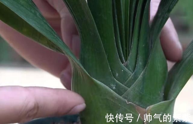 侧芽|发现君子兰“鼓大包”，一定要重视，原因有3个，其中两个是惊喜