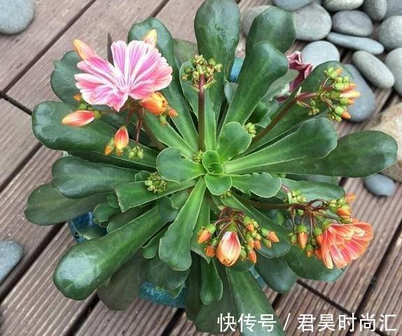 居家自制肥：别光盯着淘米水了，用它们做花肥，营养价值更高