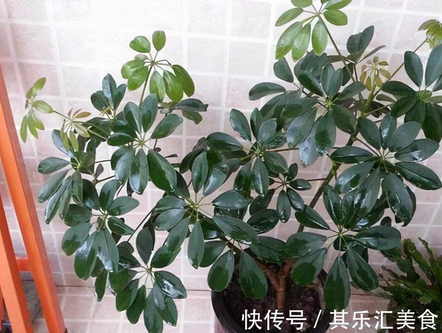 5种公认的吸毒花,既好看又好养,家中摆2盆,身体更健康