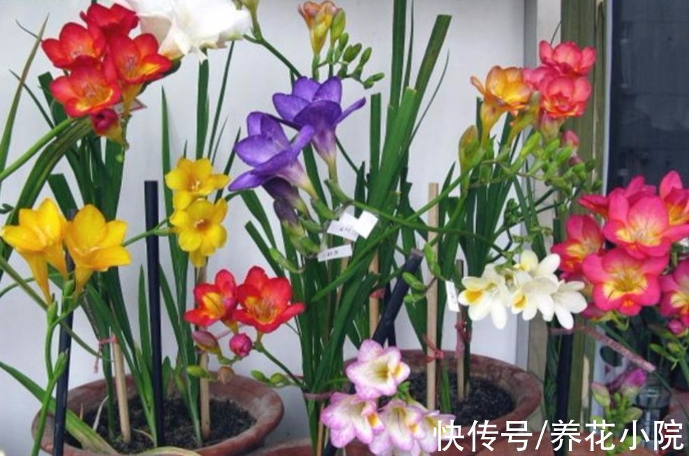 球根花|秋天养上2种“球根花”，春节期间就开放，花朵又鲜又美