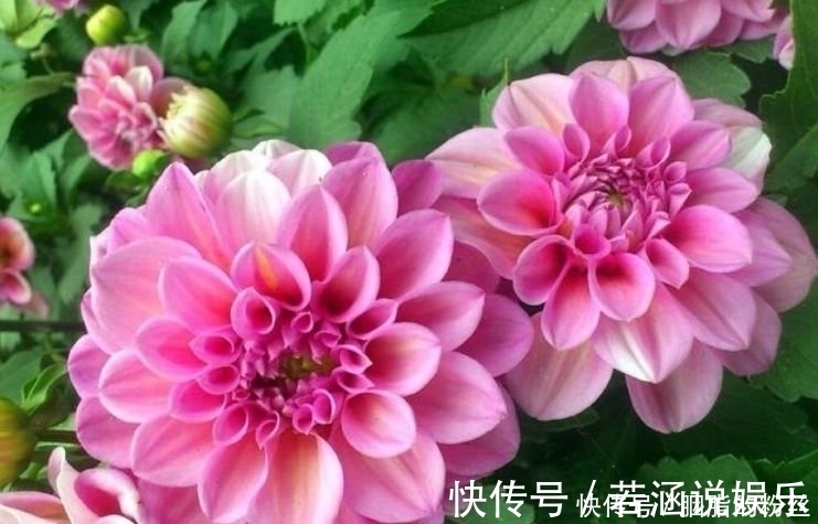 高颜值|4种“高颜值花”,华贵漂亮,花开富贵、第一种已经被迷住了!