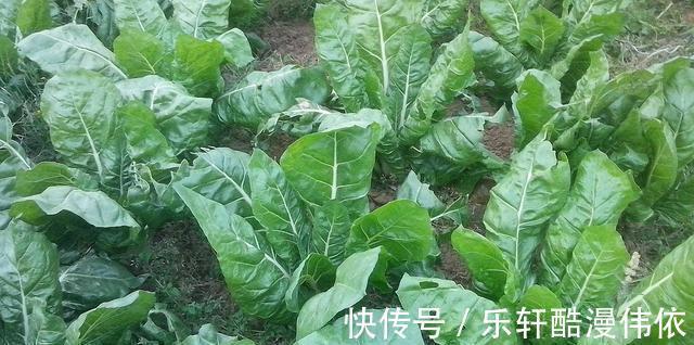厚皮菜|乡下一种不好吃的菜,30年前总能在餐桌上见到,如今却成畅销菜