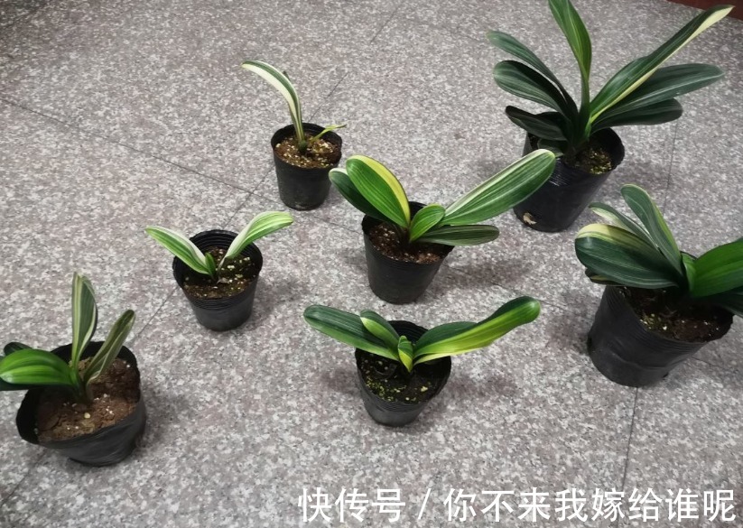 君子兰3大养护难题，一次性给你解决，今年准时开花！