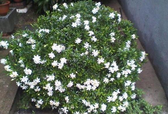 养好栀子花,要天天“风流”,不黄叶不烂根,,一次开花上百朵