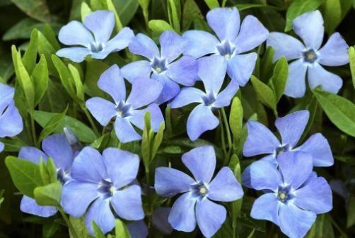 花卉|几款花卉养在家里,四季繁花似锦,花开枝繁叶茂