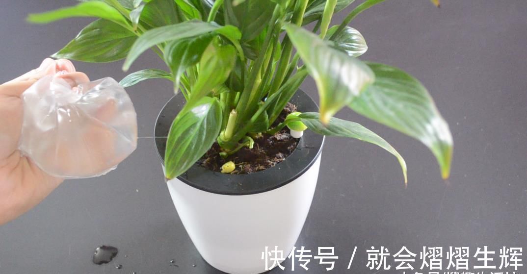 花盆上放一个塑料袋, 没想到还有这个妙用, 看完这招你会感谢我的